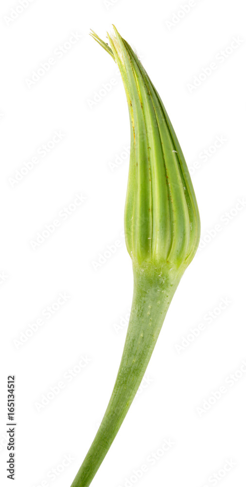 Bud of Goatsbeard (Tragopogon orientalis) isolated on white background. Medicinal plant Bud of Goatsbeard (Tragopogon orientalis) isolated on white background. Medicinal plant