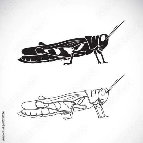 Valokuvatapetti Vector of grasshopper on white background. Insect Animal.