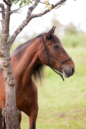 Beautiful andalusian Horse portrait