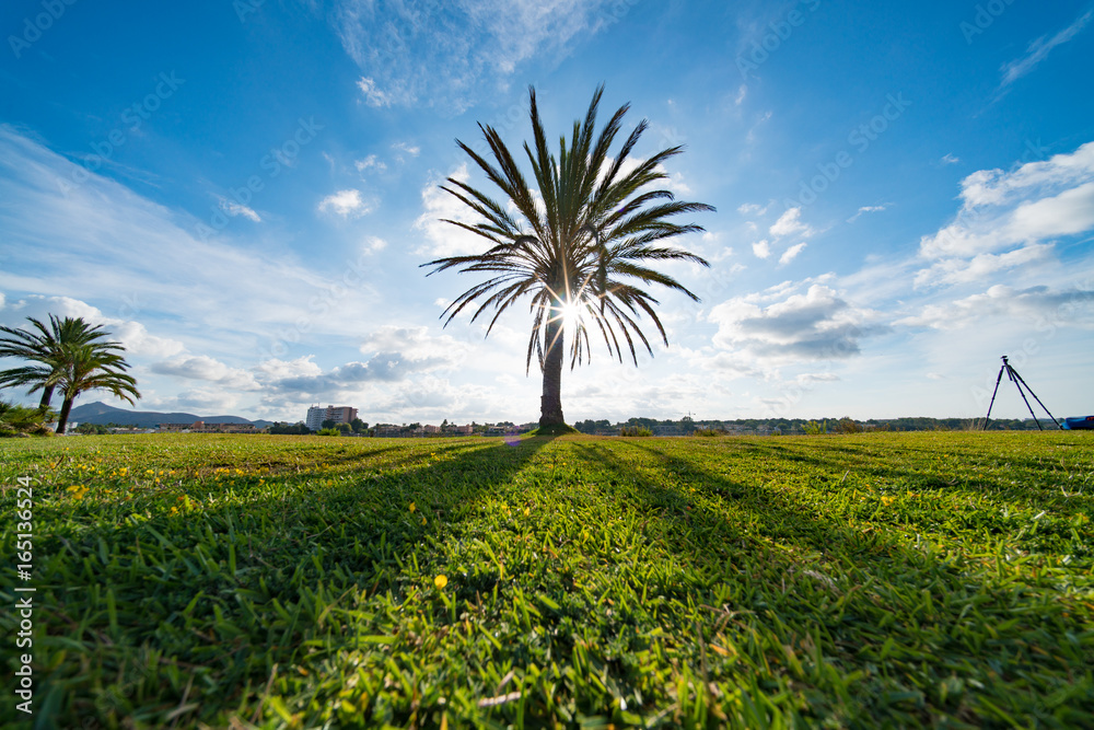 Fotografie Palm trees on a green meadow