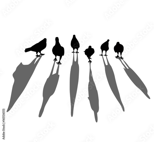 Silhouette of bird. Pigeon walking on the floor. Look like gangster. Template for logo. Tattoo design graphic. Draft from photo. Illustration vector. superpower of team. Clump group for fight.