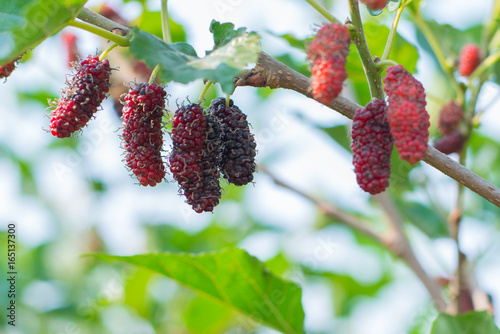 Close up of mulberry fruit with green leaves on tree.
