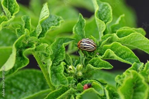 green leaf potato is infected with of the Colorado potato beetle close up macro
