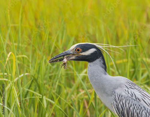 Billede på lærred Fiddler on the Hoof - A yellow crowned night heron has grabbed a fiddler crab by its fiddle and is about to swallow it in one gulp