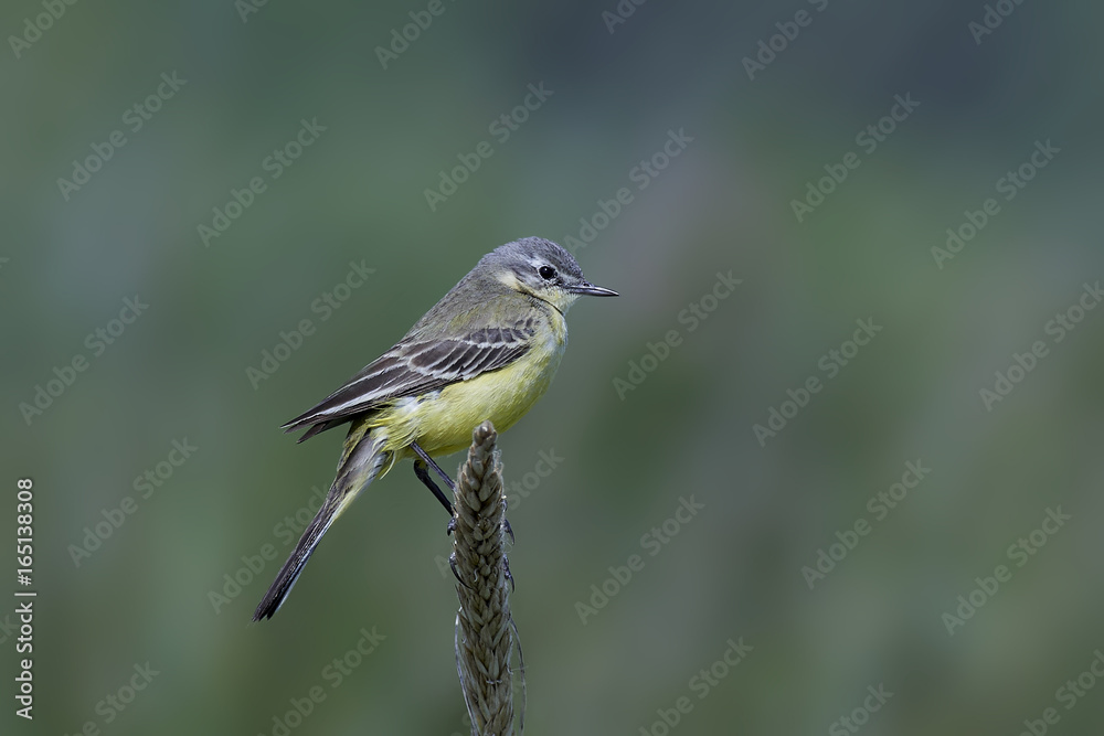 Western yellow wagtail (Motacilla flava) Western yellow wagtail (Motacilla flava)