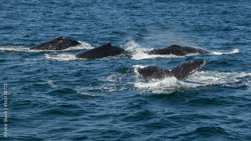 Naklejka premium Pod of humpback whales (Megaptera novaeangliae), Port Stephens, Australia, on their migratory journey from Antarctica to Queensland