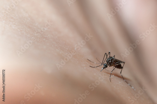 close-up of mosquito (Aedes) sucking blood on the human skin , mosquitoes are carriers of human and animal diseases.