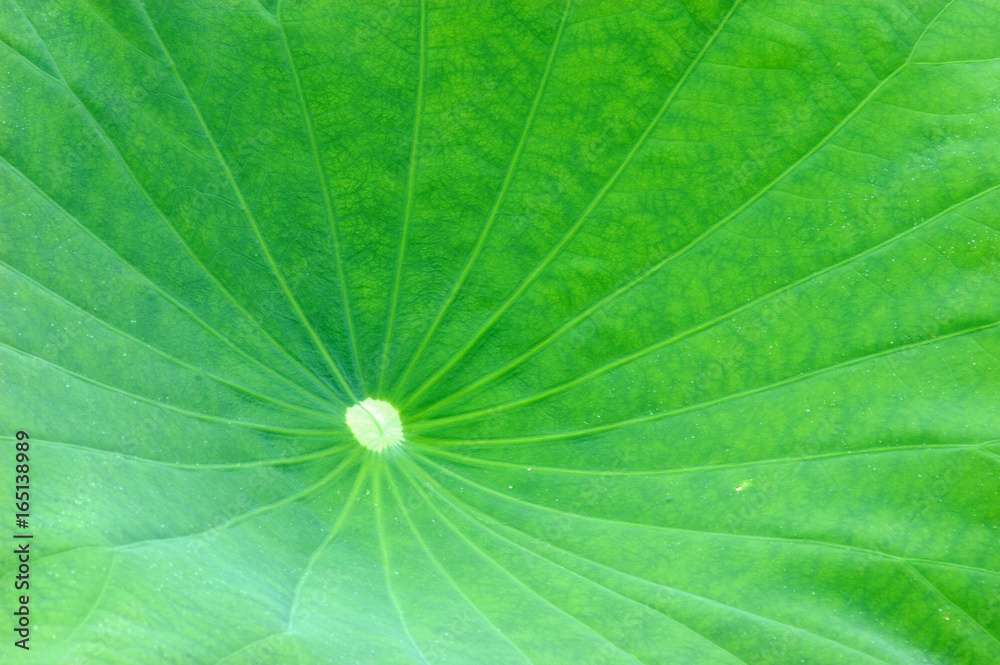 close up on green lotus leaf texture close up on green lotus leaf texture