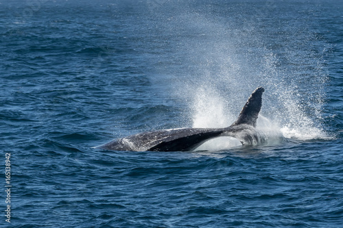 Juvenile Humpback Whale Diving (Megaptera novaeangliae) - Port Stephens, NSW, Australia © Anne Powell