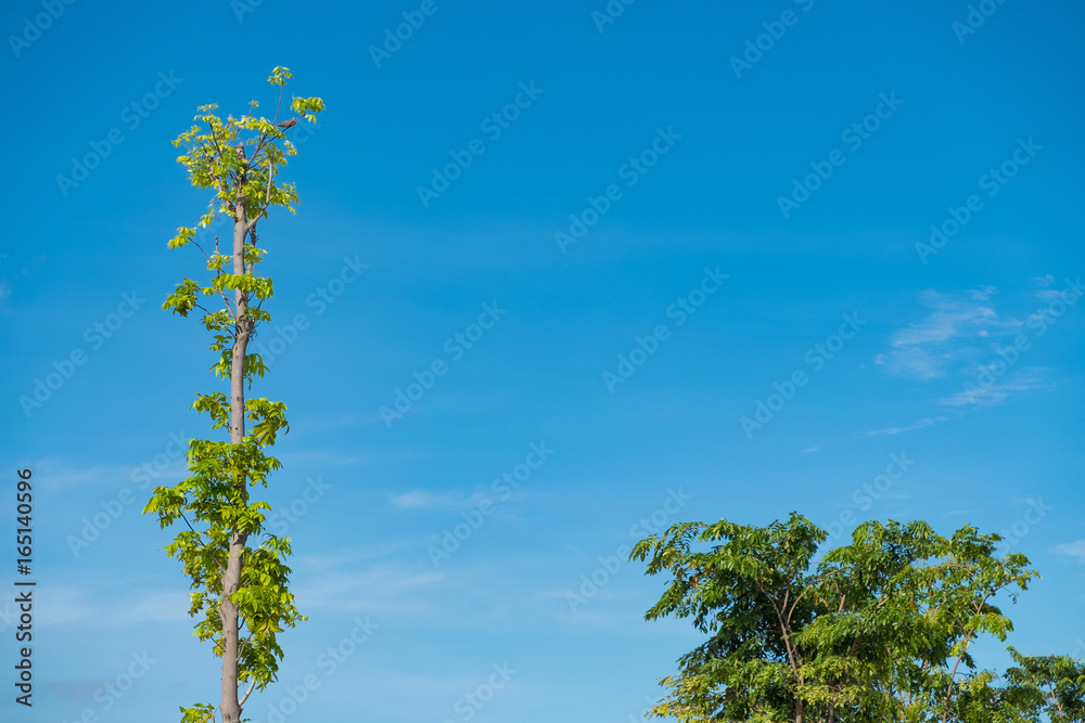 Sky above the trees in the forest, nature background. Sky above the trees in the forest, nature background.