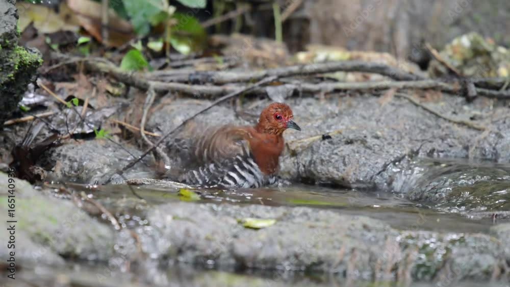 Red-legged Crake taking a bath at small waterfall in the jungle. Red-legged Crake taking a bath at small waterfall in the jungle.