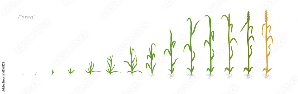 Obraz premium Wheat plant Triticum cultivation agriculture Growth stages vector illustration