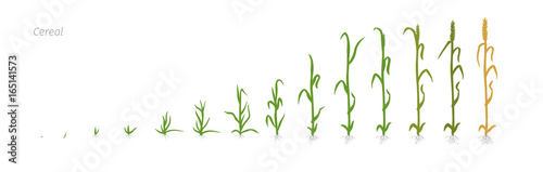 Wheat plant Triticum cultivation agriculture Growth stages vector illustration