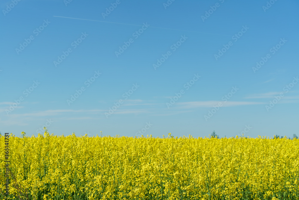 Obraz premium rape field