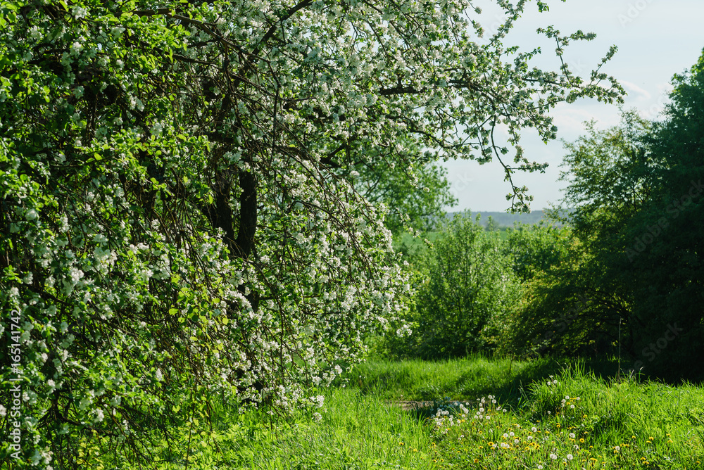Fototapeta premium apple blossom