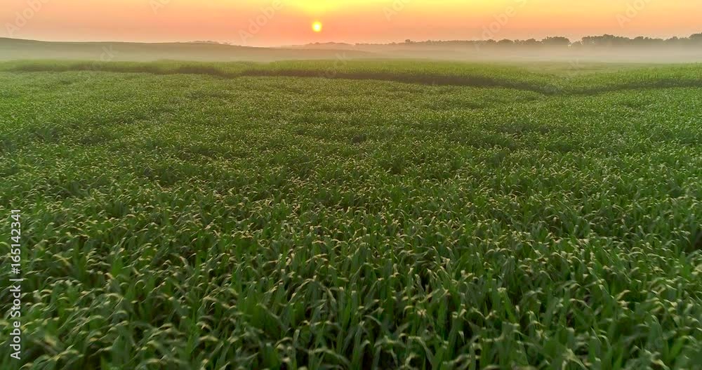 Flying low over lush healthy corn fields at sunrise.
