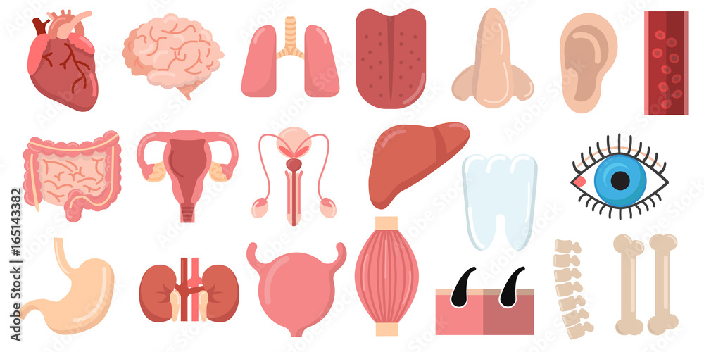 Human organs set with brain heart lungs stomach bowels kidneys tongue nose ear eye spine elements collection, flat icons set, Colorful symbols pack contains. Vector illustration. Flat style design Human organs set with brain heart lungs stomach bowels kidneys tongue nose ear eye spine elements collection, flat icons set, Colorful symbols pack contains. Vector illustration. Flat style design