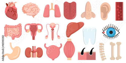 Human organs set with brain heart lungs stomach bowels kidneys tongue nose ear eye spine elements collection, flat icons set, Colorful symbols pack contains. Vector illustration. Flat style design photo