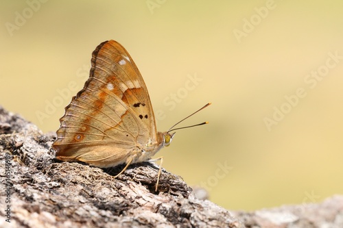 Le petit Mars changeant en Touraine