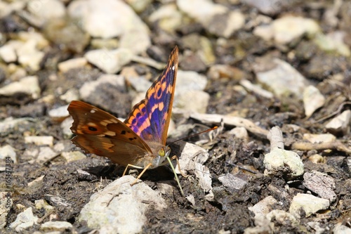 Le petit Mars changeant en Touraine