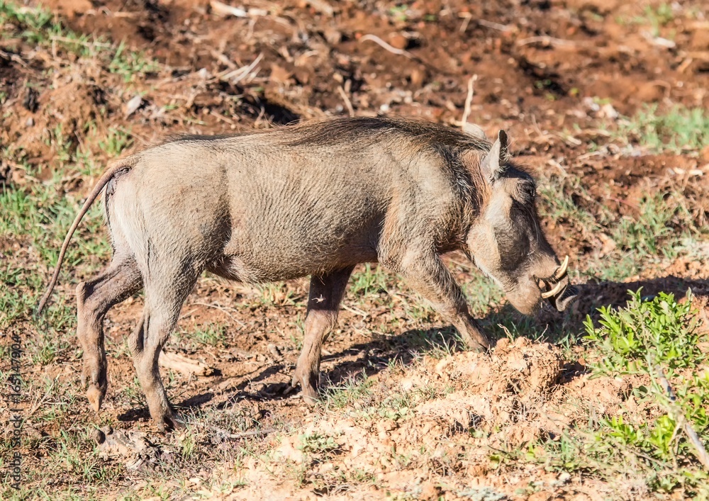 Fototapeta premium Warthog is searching for food at Addo Elephant Park