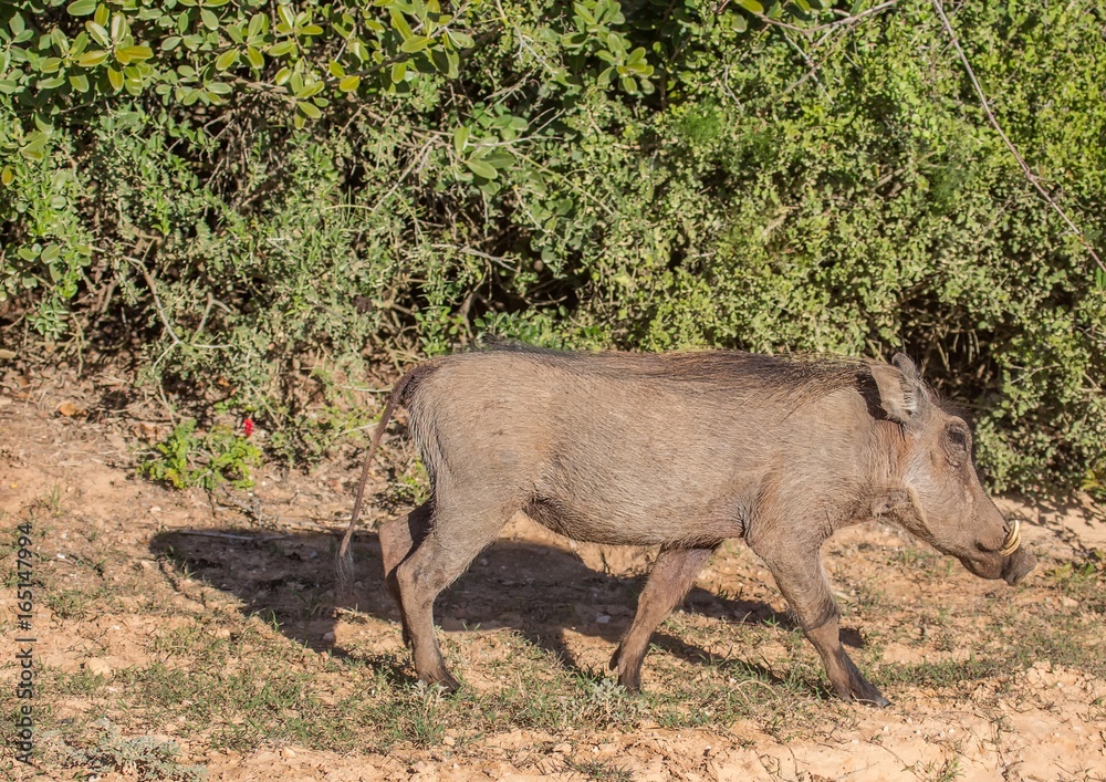 Warthog is searching for food at Addo Elephant Park Warthog is searching for food at Addo Elephant Park