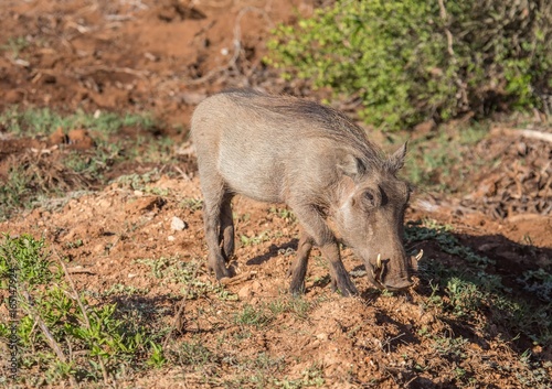 Warthog is searching for food at Addo Elephant Park