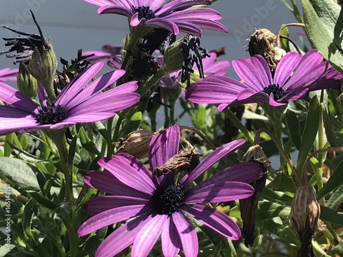 Fleur-Flower