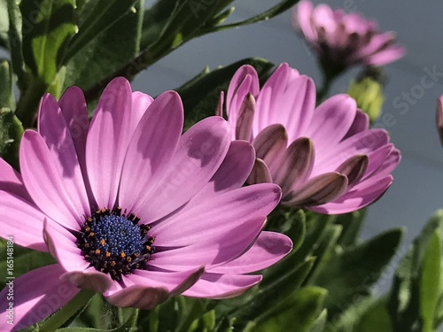 Fleur-Flower
