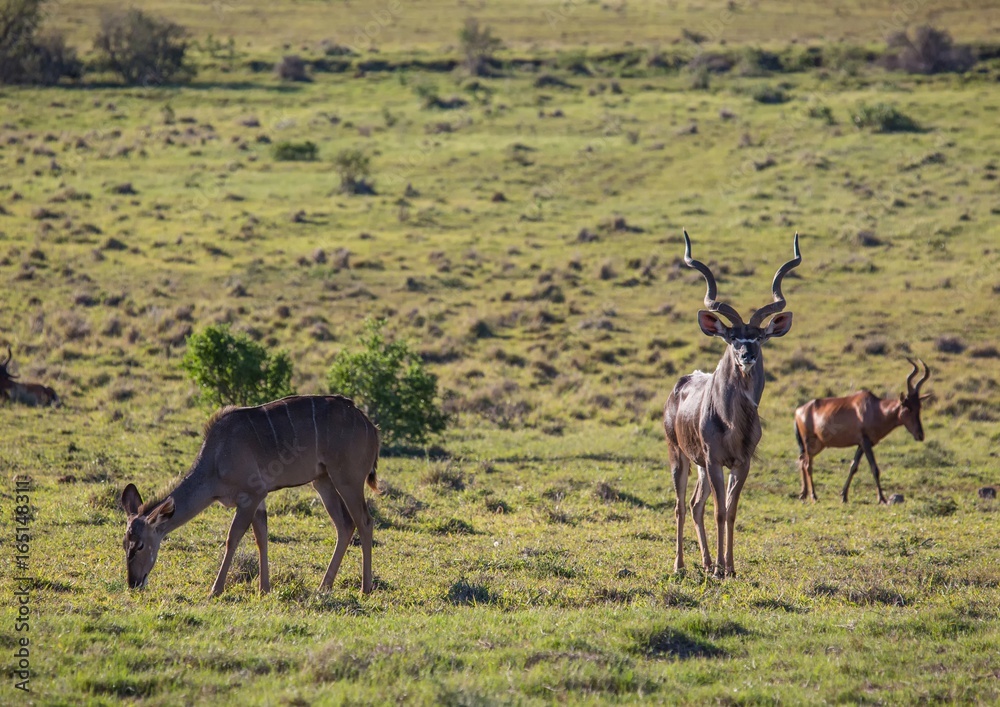 Wild living Greater kudu at Addo Elephant Park in South Africa Wild living Greater kudu at Addo Elephant Park in South Africa