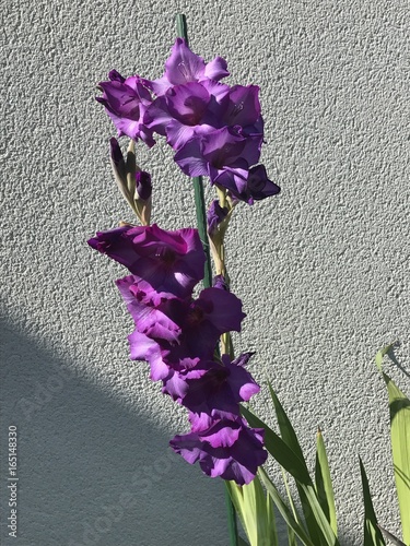 Fleur-Flower