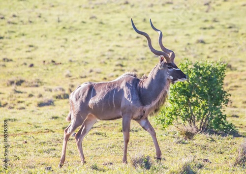 Wild living Greater kudu at Addo Elephant Park in South Africa