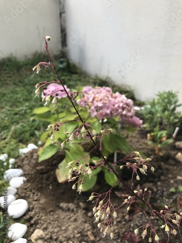 Fleur-Flower