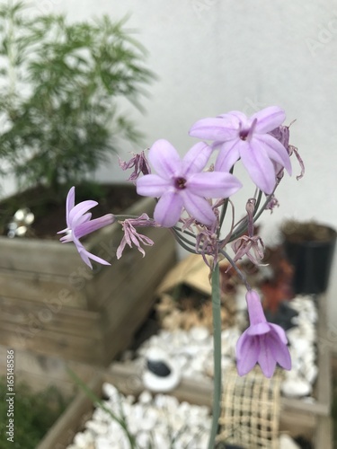 Fleur-Flower