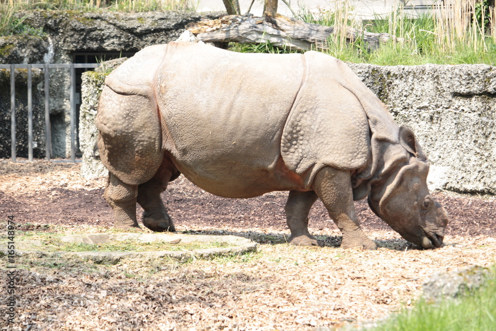 Rhinoceros Rhinoceros