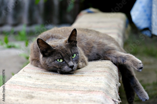 Street cat