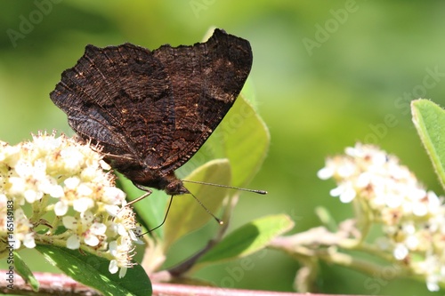 Le paon du jour (Aglais io)