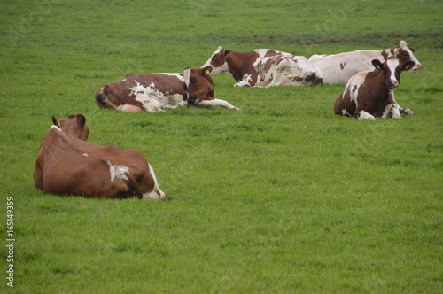 Cows Sitting In The Grass