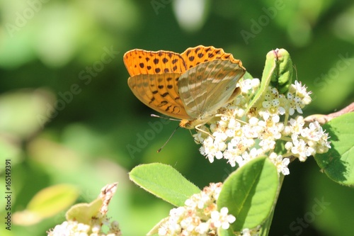 Le Tabac d'Espagne (Argynnis paphia)