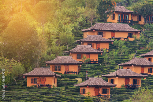 Obraz na plátne Tea Plantation and hut in Ban Rak Thai. Mae Hong Son, Thailand