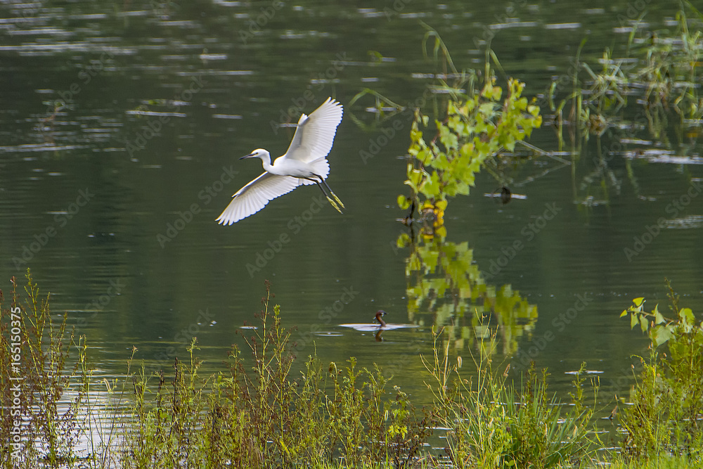 bird