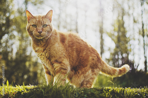 Yellow Orange Cat In Sunlit Grass photo