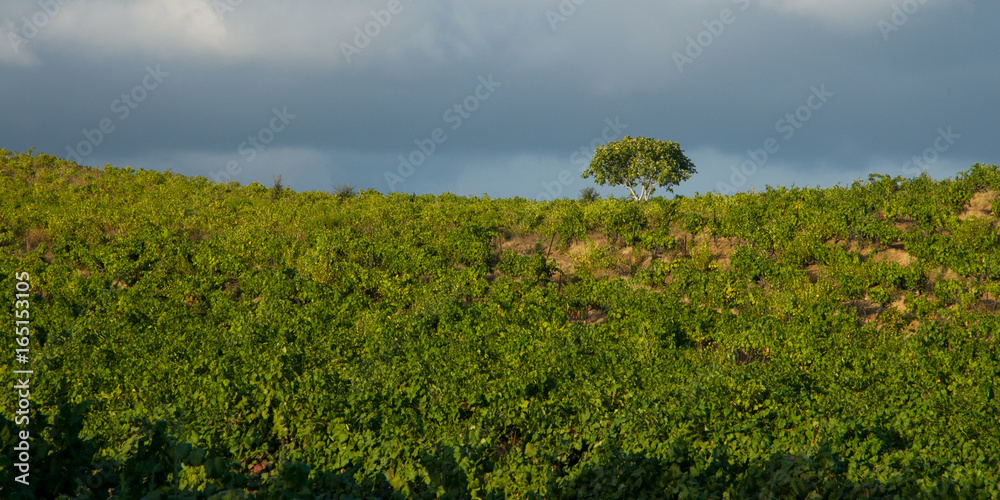 Fototapeta premium The tree