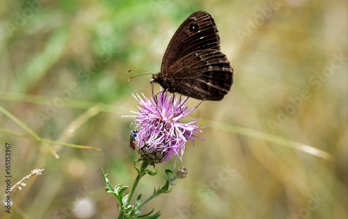 papillon photo