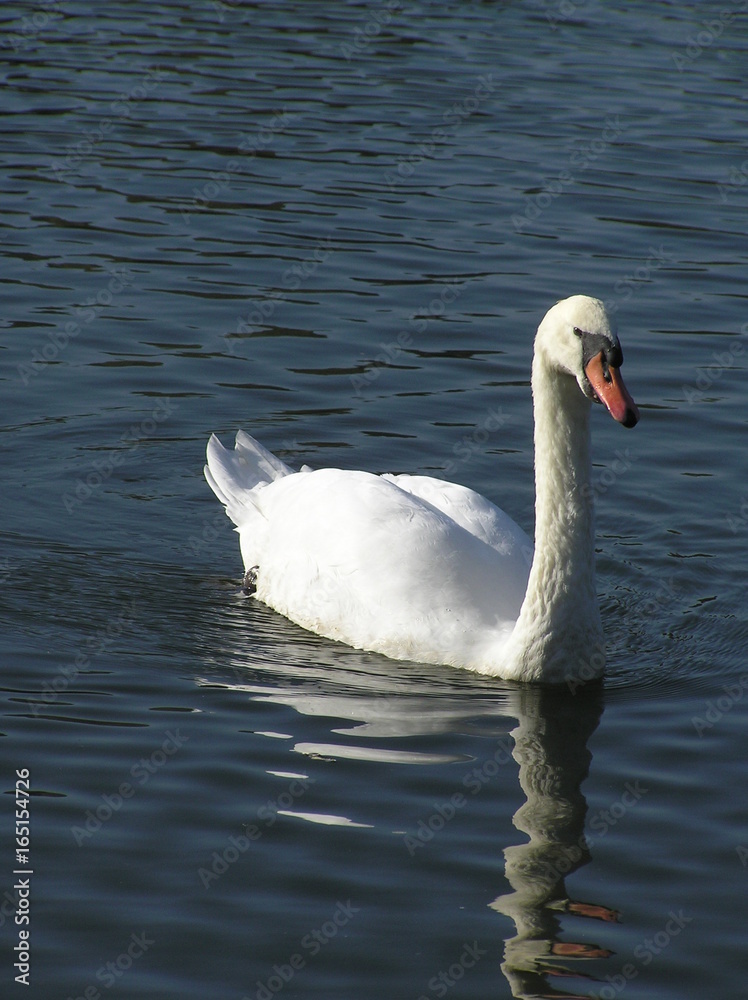 Naklejka premium Schwan auf dem See
