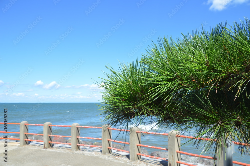 Japanese Pinetree With The Sea As A Background