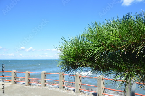 Japanese Pinetree With The Sea As A Background
