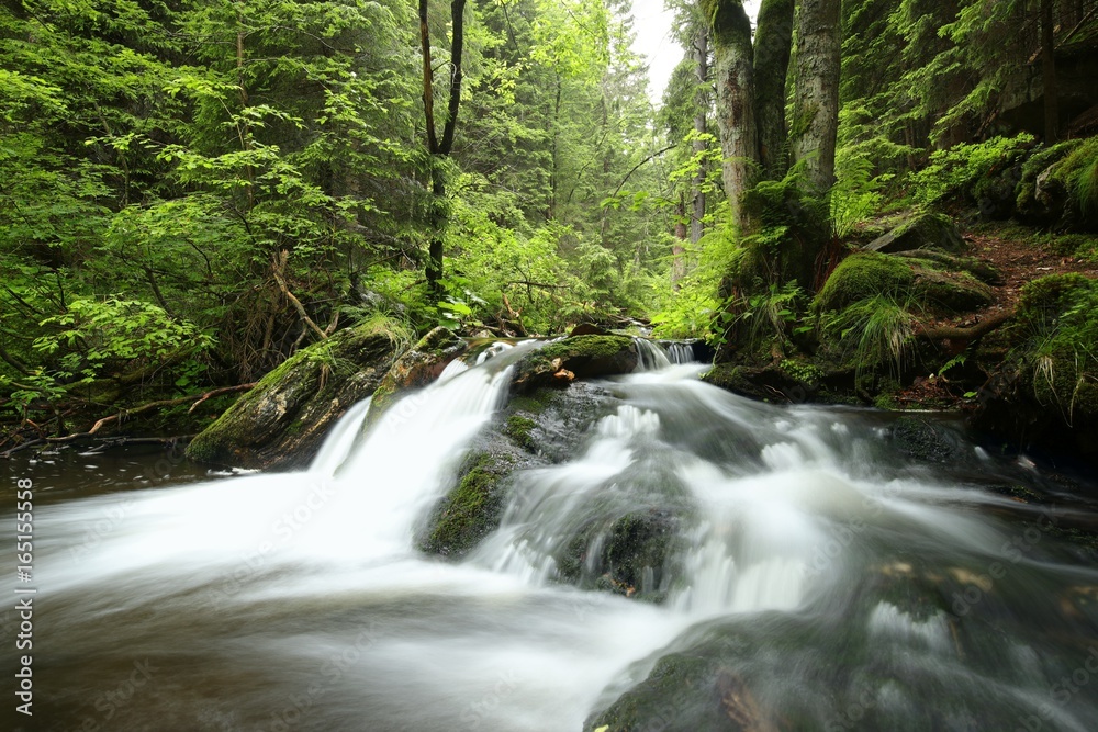 Stream flows through the deciduous forest