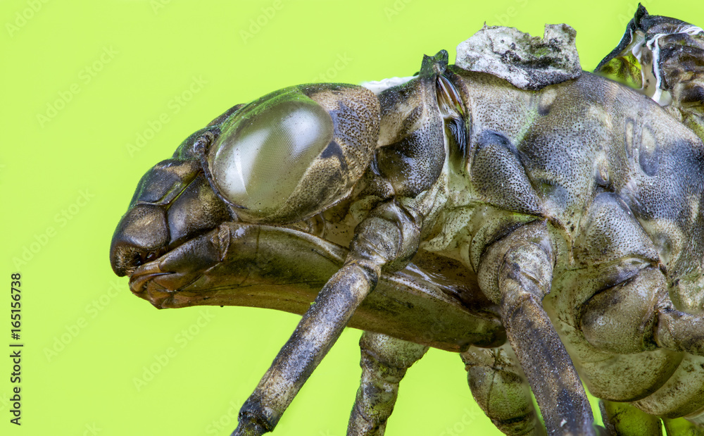 The head of an exuviae of a dragonfly
The head of an exuviae of a dragonfly