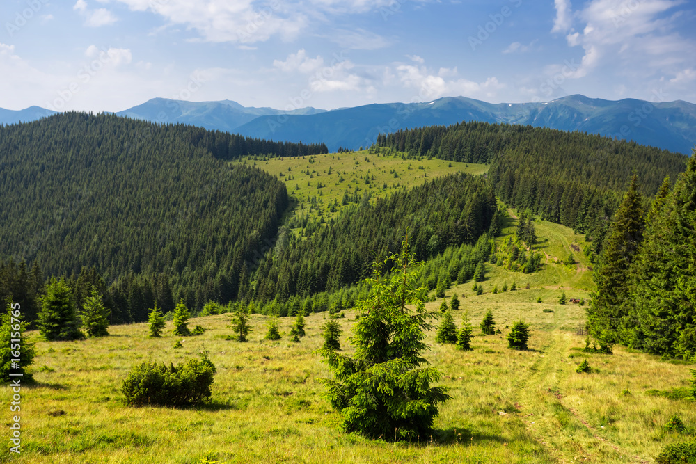 green pine forest on a mountain slope